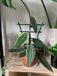Hoya Macrophylla on Bamboo Trellis
