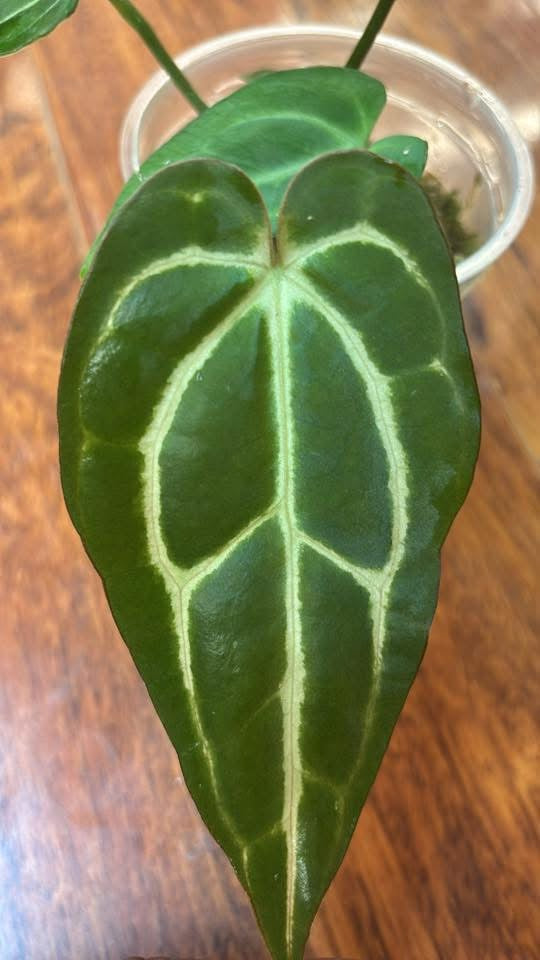 Anthurium Carlablackiae