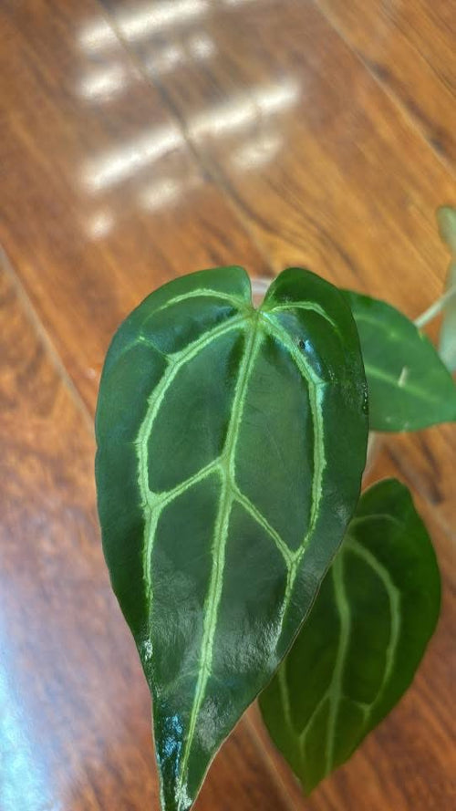 Anthurium Carlablackiae