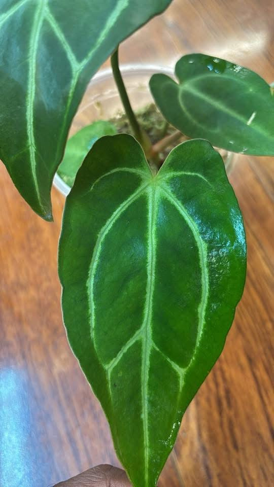 Anthurium Carlablackiae