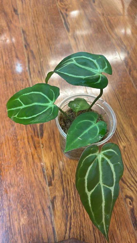 Anthurium Carlablackiae