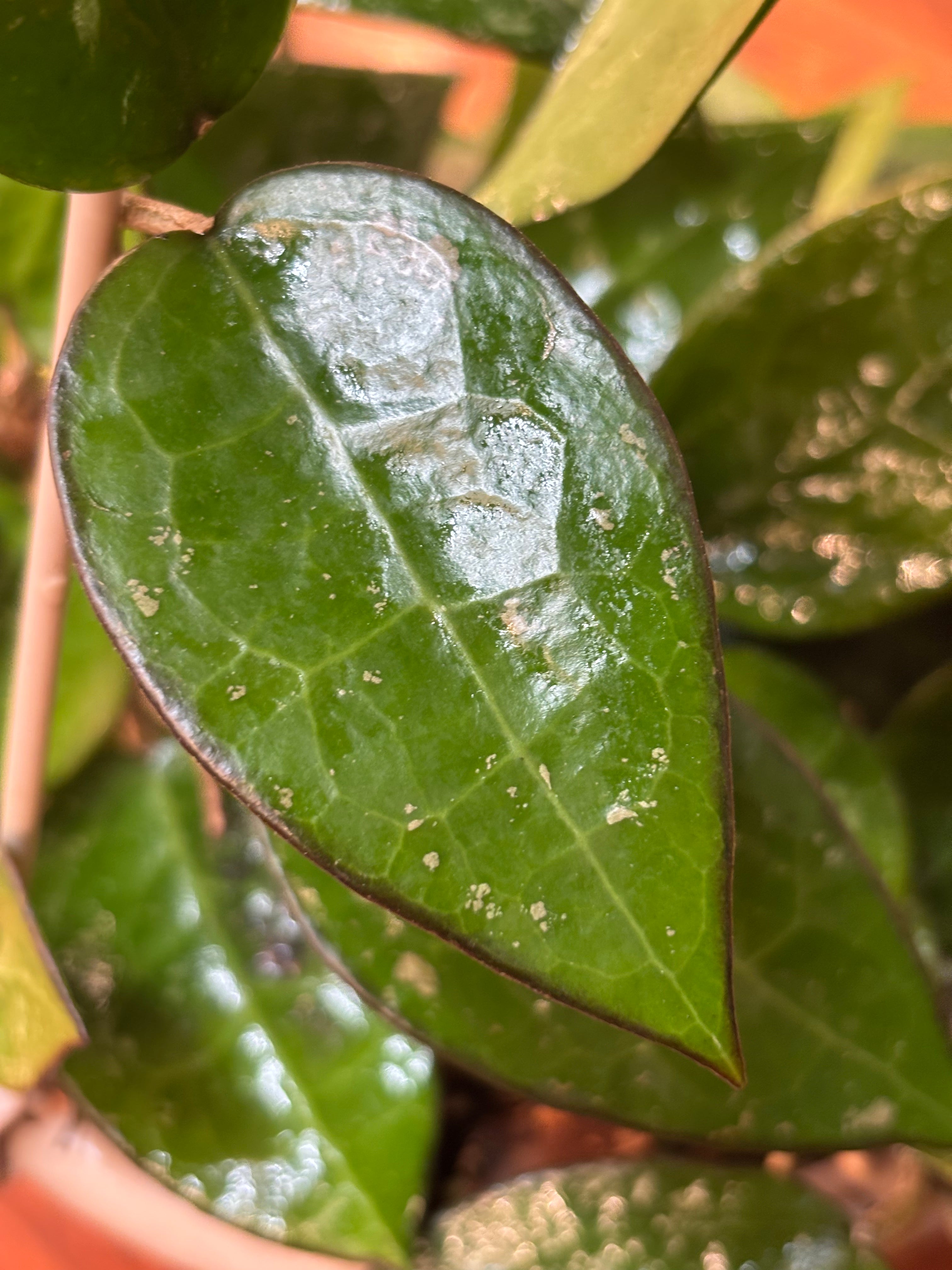 Black Margin Hoya (Hoya parasitica “Black Margin)