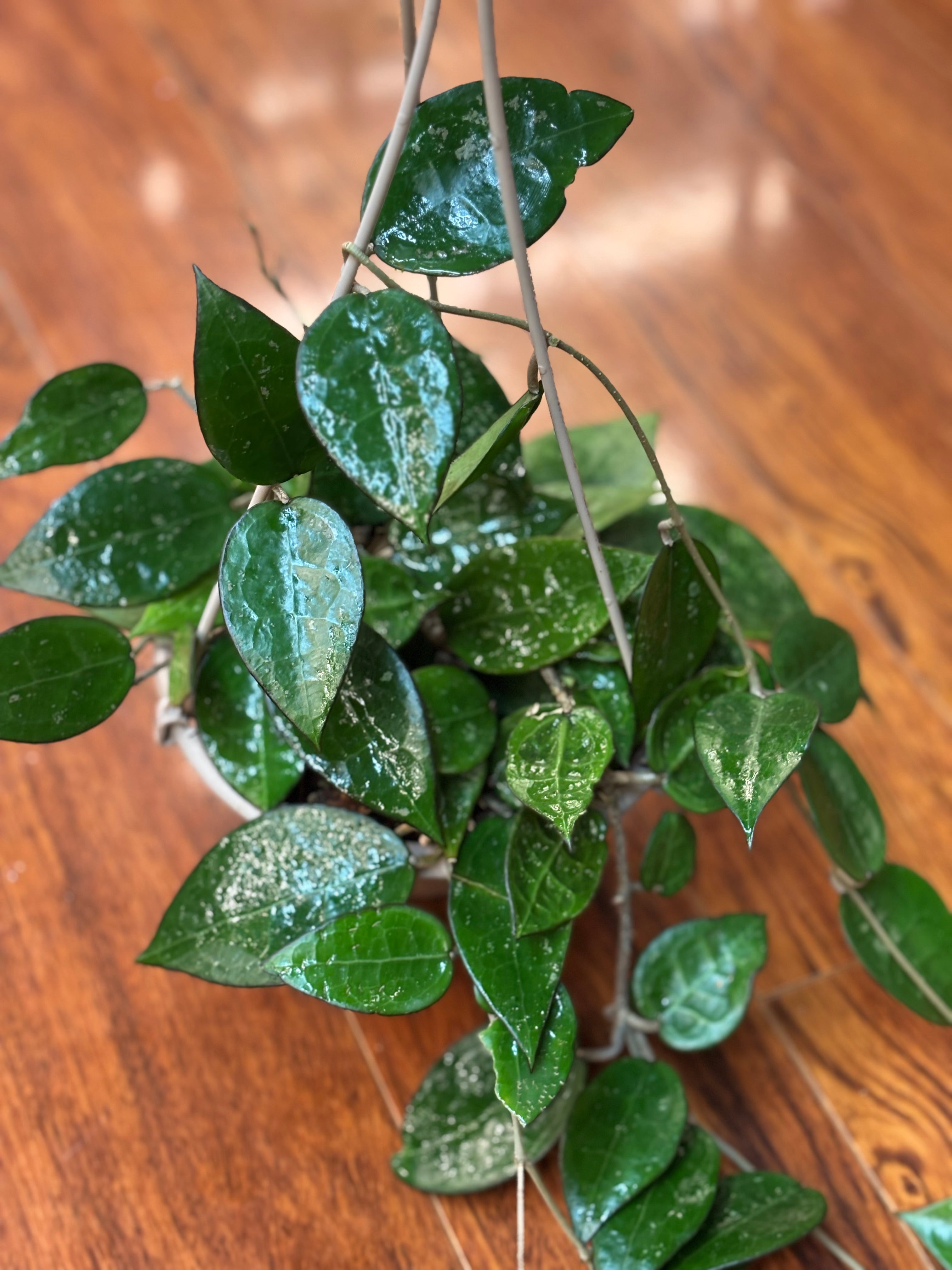 Black Margin Hoya (Hoya parasitica “Black Margin)