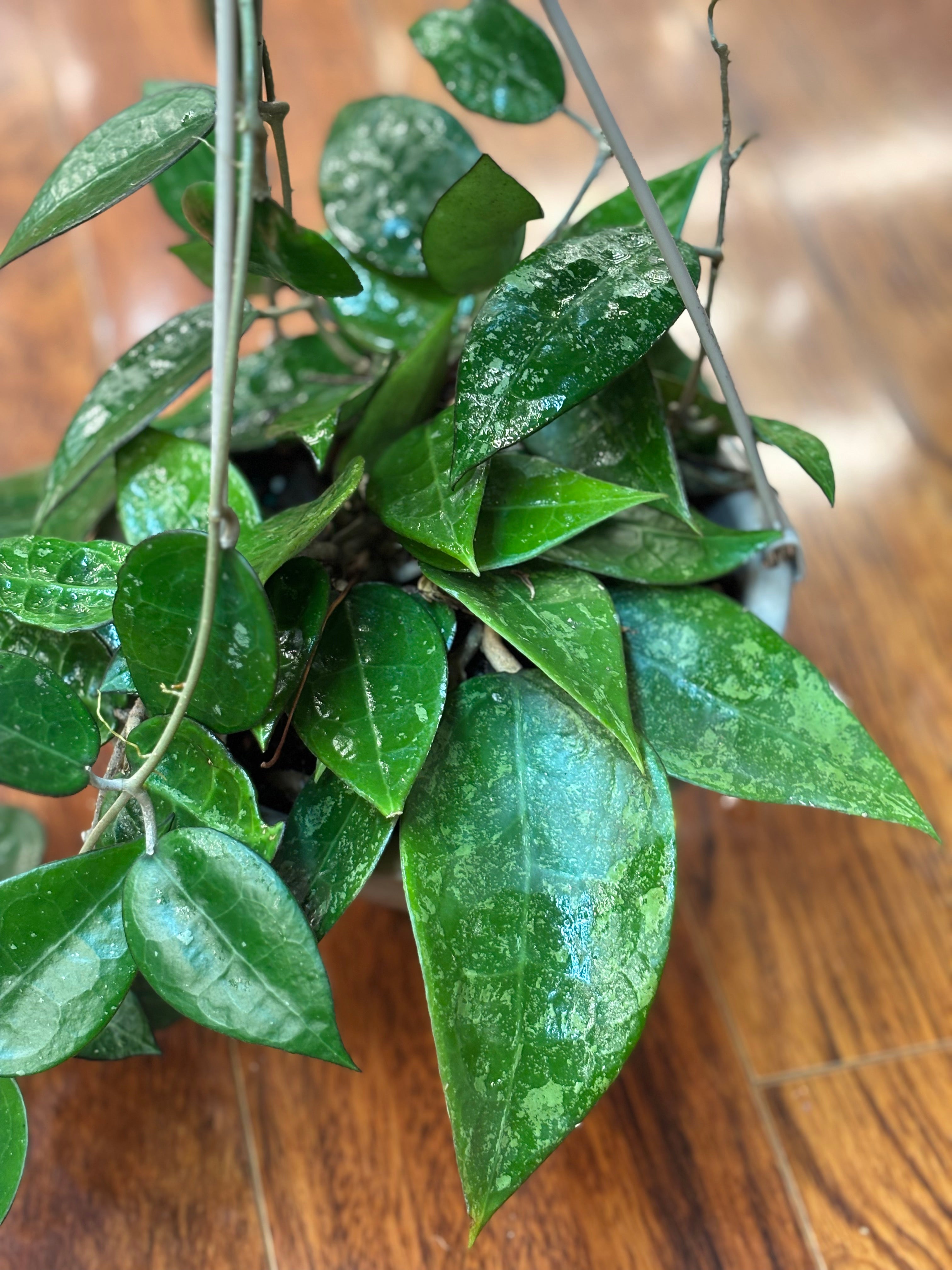 Black Margin Hoya (Hoya parasitica “Black Margin)