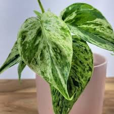 Philodendron Heartleaf Variegated