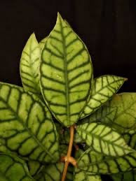 Hoya Callistophylla