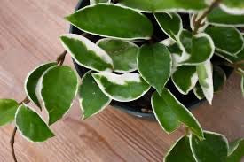 Hoya Crimson Queen