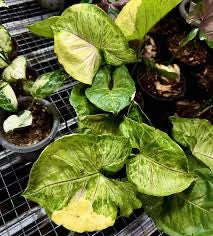 Syngonium Orm Thong