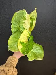 Syngonium Orm Thong