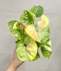 Syngonium Orm Thong
