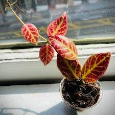 Hoya Sunrise