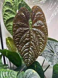 Anthurium Rad/Lux - Radicans x Luxurians