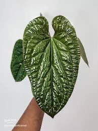 Anthurium Rad/Lux - Radicans x Luxurians