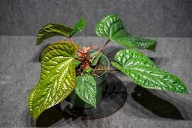 Anthurium Rad/Lux - Radicans x Luxurians