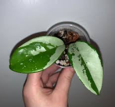 Hoya AH074