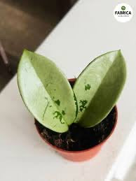 Hoya AH074