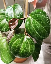 Hoya Sarawak