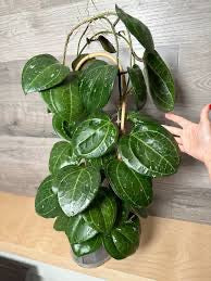 Hoya Sarawak