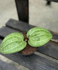 Hoya Sarawak