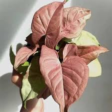 Syngonium Neon Robusta