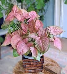 Syngonium Neon Robusta