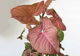 Syngonium Neon Robusta