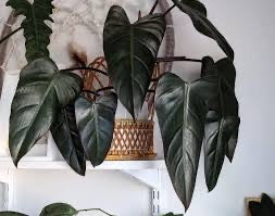 Philodendron Dark Lord