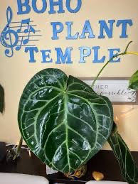 Anthurium Sam's Dream - Extra Large