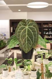 Anthurium Sam's Dream - Extra Large