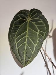 Anthurium Sam's Dream - Extra Large
