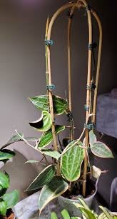 Hoya Macrophylla on Bamboo Trellis