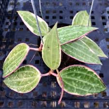 Hoya Macrophylla on Bamboo Trellis