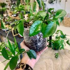 Hoya Meliflua on Bamboo Trellis
