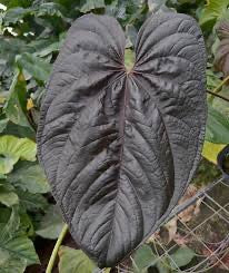 Anthurium Queen of Hearts – Boho Plant Temple