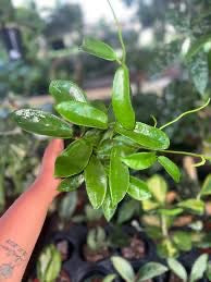 Hoya Meliflua on Bamboo Trellis