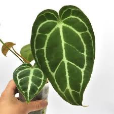 Anthurium NO ID