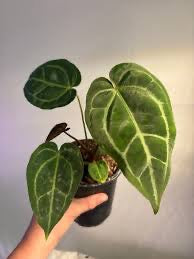 Anthurium NO ID