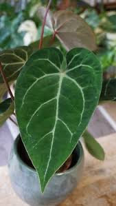 Anthurium NO ID