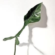 Philodendron Joepii