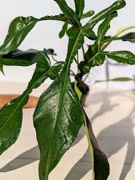 Philodendron Joepii