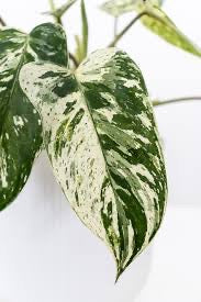 Philodendron Emerald King