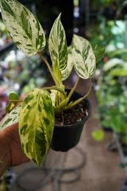 Philodendron Emerald King