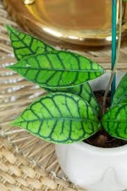 Hoya Callistophylla