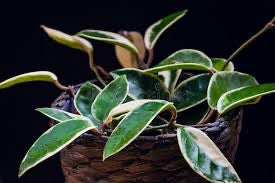 Hoya Crimson Queen