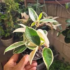 Hoya Crimson Queen