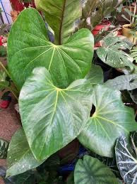 Anthurium Faustomirandae - 'Fausto's Giant'