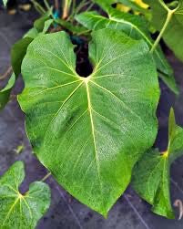 Anthurium Faustomirandae - 'Fausto's Giant'