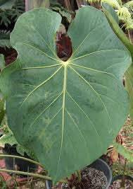 Anthurium Faustomirandae - 'Fausto's Giant'