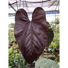 Anthurium Queen of Hearts