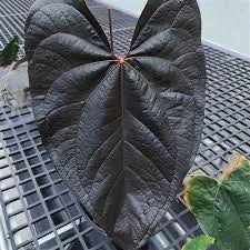Anthurium Queen of Hearts